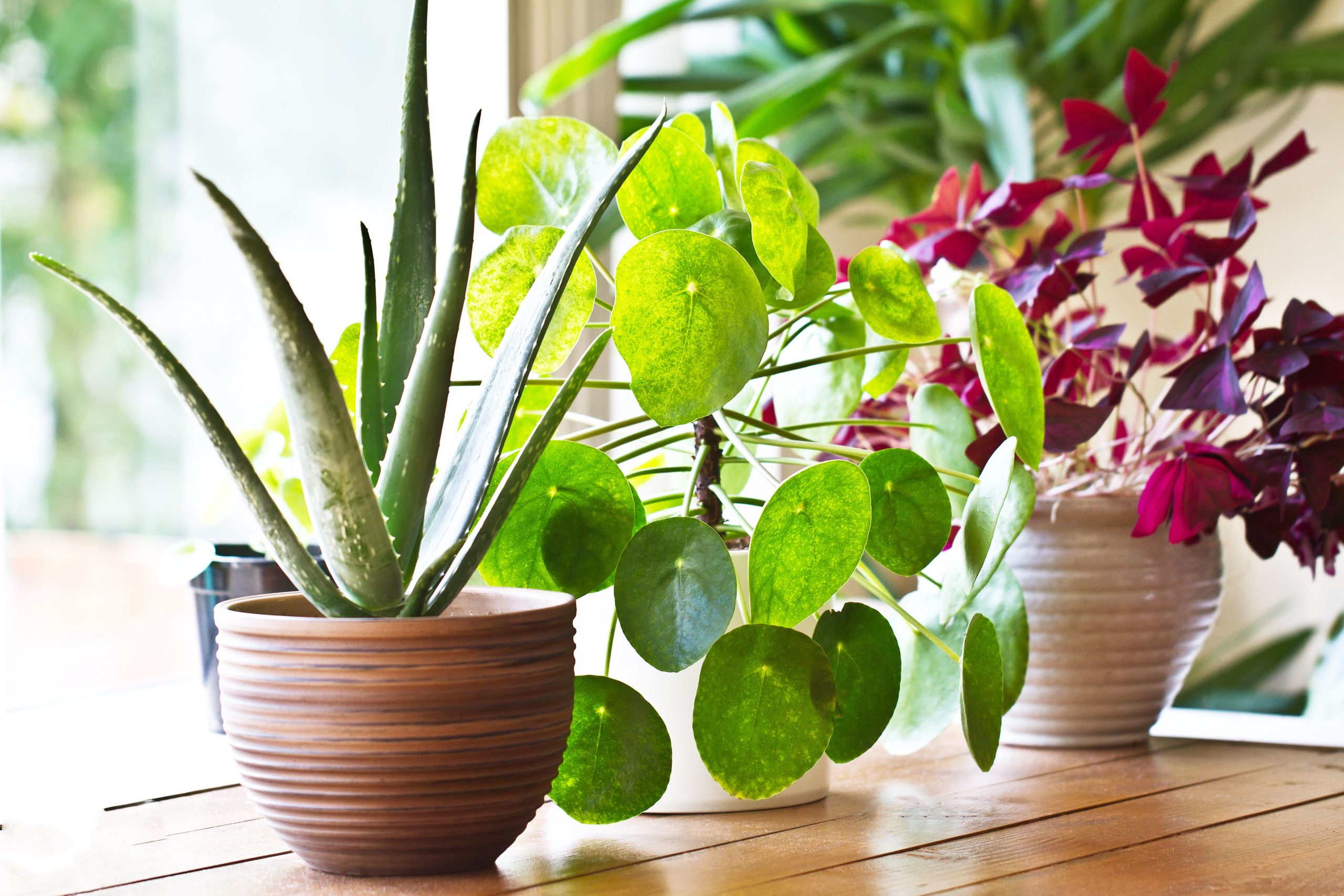 8 Indoor Plants for Lower Light Conditions - Living Safer Magazine